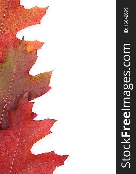 Autumn leaves on white background with space for your text. Autumn leaves on white background with space for your text