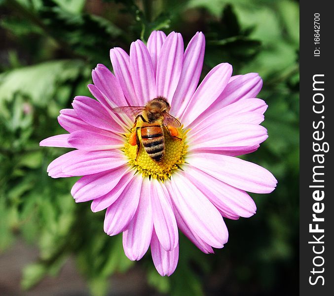 Honeybee with loads of Pollen on pink Daisy