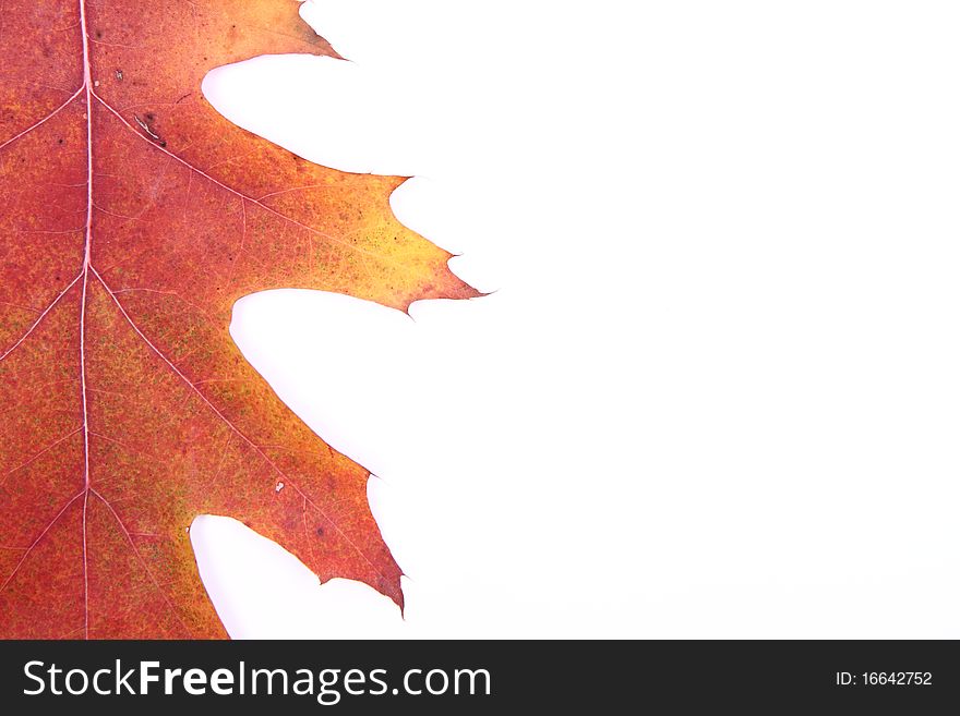 Autumn leaf on white background with space for your text. Autumn leaf on white background with space for your text