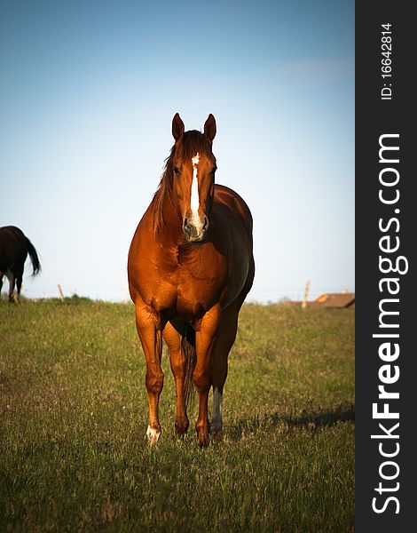 Chestnut Horse stands looking at the camera