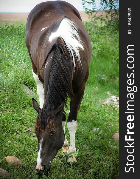 Black and white Paint/Thoroughbred horse grazes on green grass. Black and white Paint/Thoroughbred horse grazes on green grass