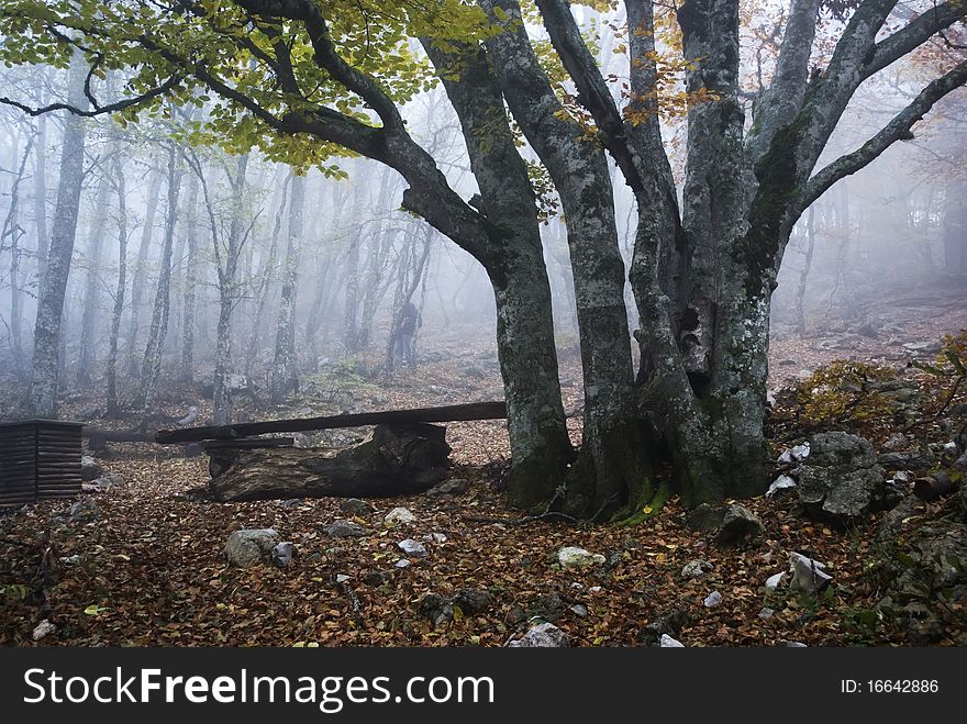 a fog has gone down on autumn wood