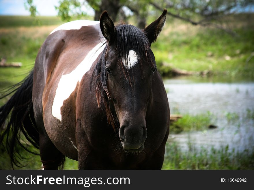 A young black and white paint horse standing with water in the background.