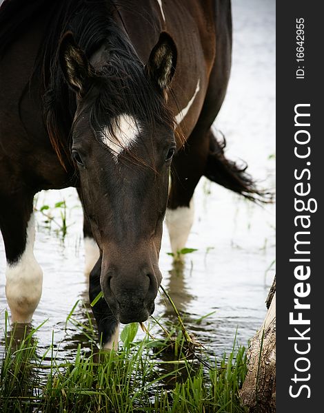 A young black and white paint horse standing in shallow water. A young black and white paint horse standing in shallow water