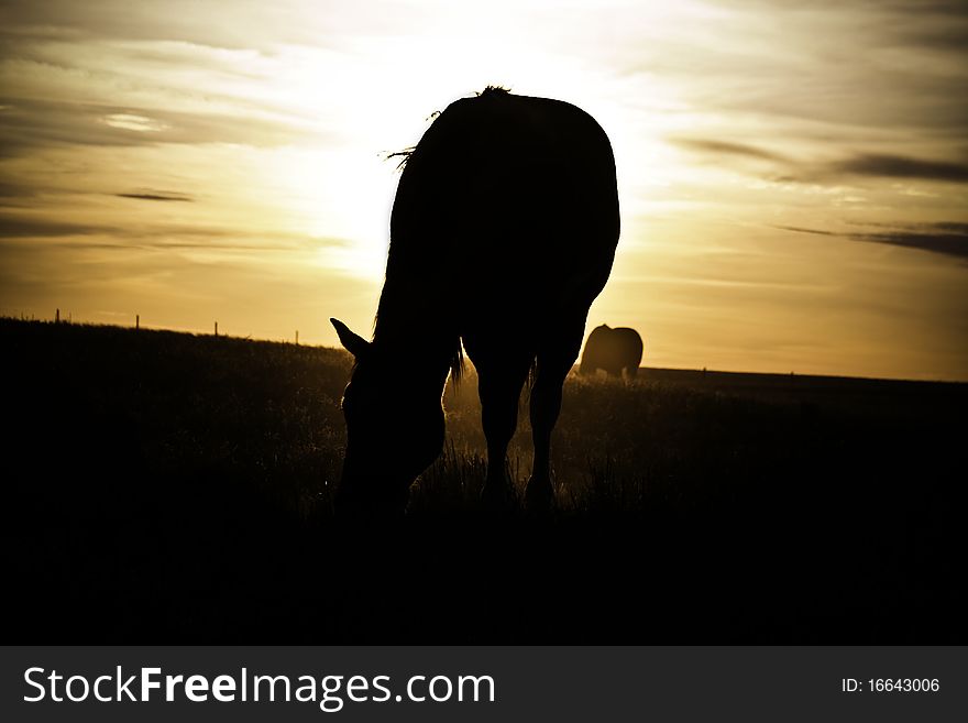 A silhouette of a horse grazing. A silhouette of a horse grazing