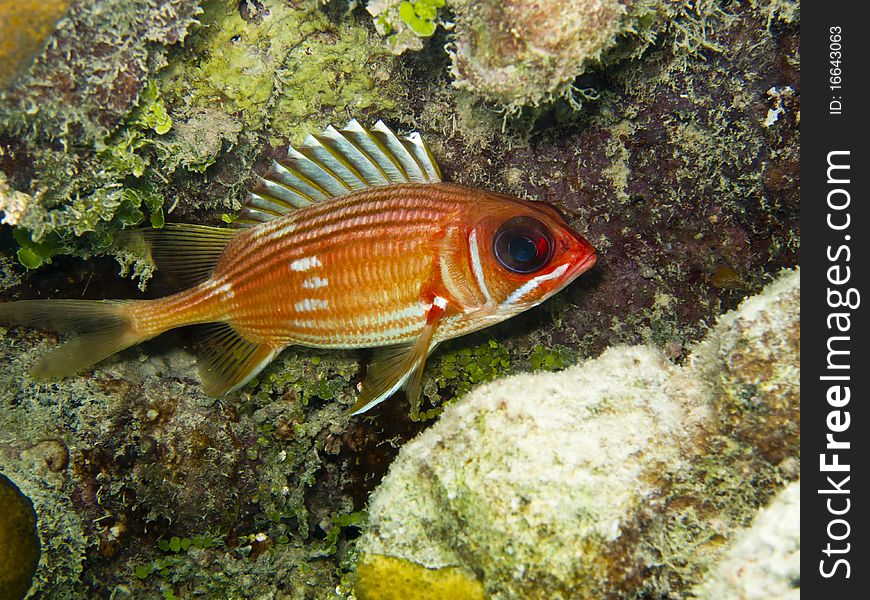 Longspine Squirrelfish (Holocentrus rufus) in cave on coral reef