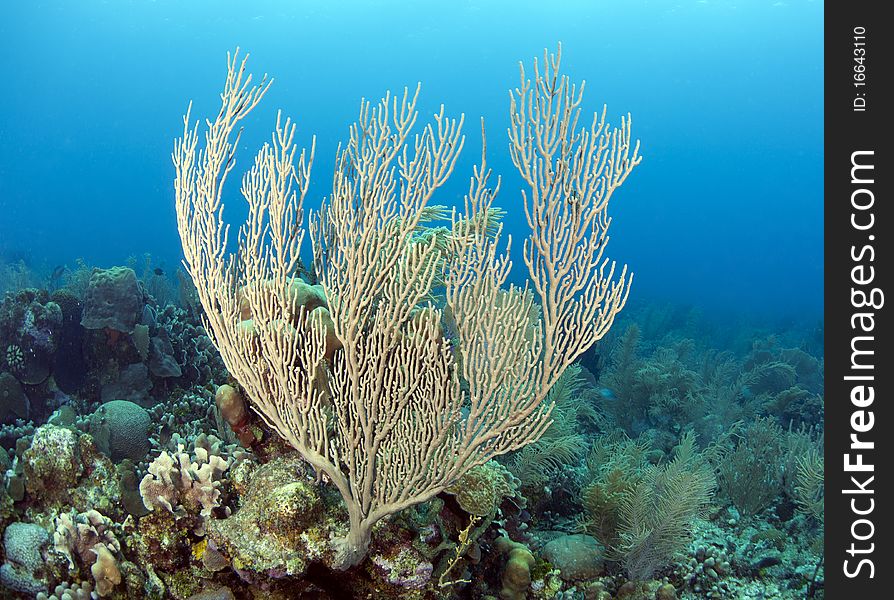 Underwater off the coast of Roatan Honduras with Gorgonian sea rod. Underwater off the coast of Roatan Honduras with Gorgonian sea rod
