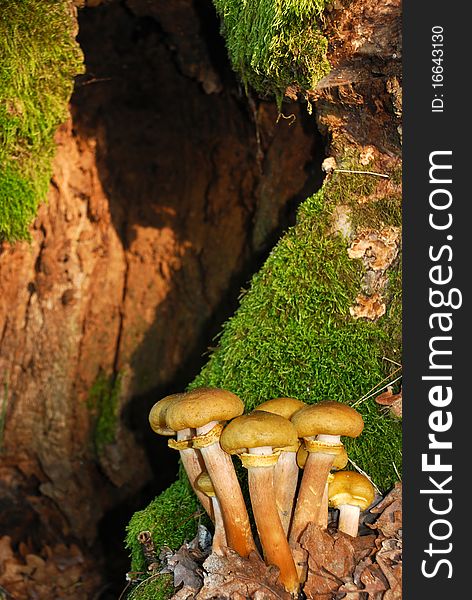 Edible mushrooms growing on hollow tree stump
