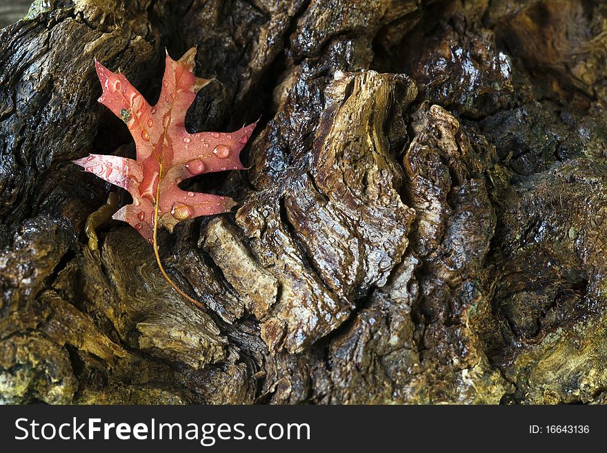 Leaves of autumn in close up on forest floor. Leaves of autumn in close up on forest floor