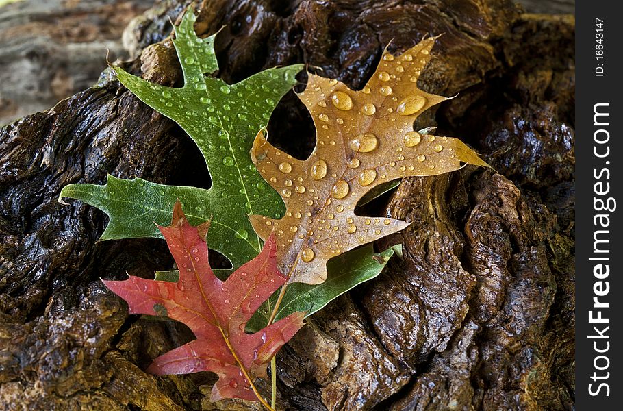 Leaves of autumn in close up on forest floor. Leaves of autumn in close up on forest floor