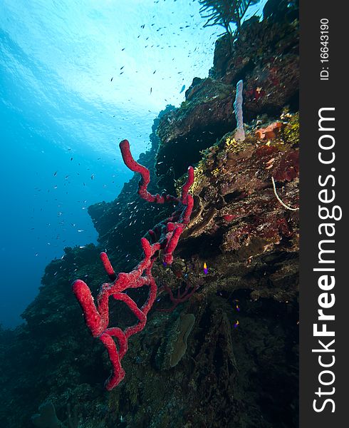 Wall off of Roatan Honduras with rope sponge. Wall off of Roatan Honduras with rope sponge