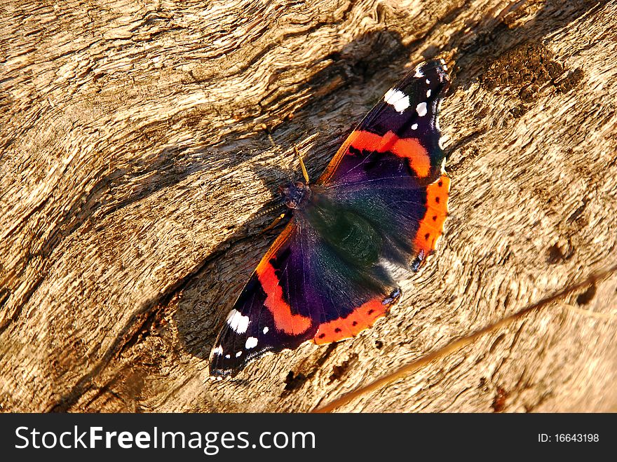 Big butterfly on wood background