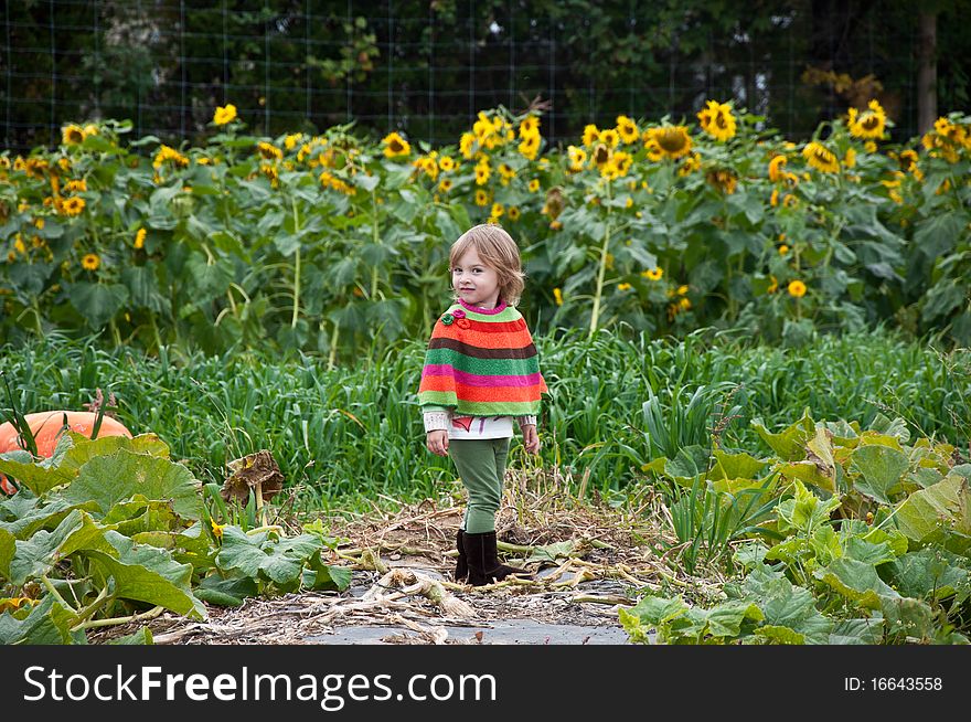 Little girl exploring a pumpkin patch. Little girl exploring a pumpkin patch