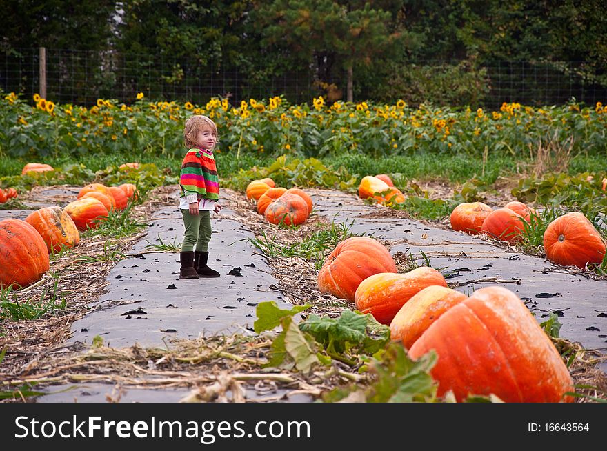 Little girl contemplating in a pumpkin patch. Little girl contemplating in a pumpkin patch