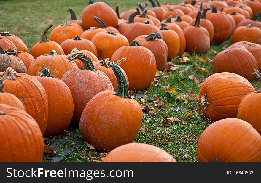 A plentiful amount of pumpkins. A plentiful amount of pumpkins