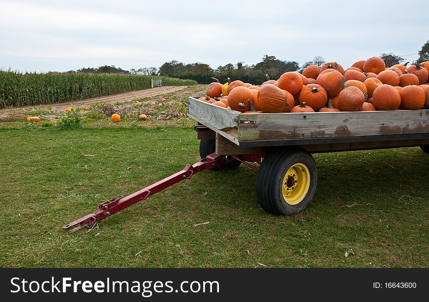 A wagon full of pumpkins. A wagon full of pumpkins