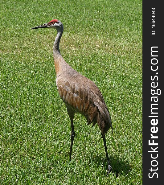 Sandhill Crane walking beside a golf course in Tampa, FL. Sandhill Crane walking beside a golf course in Tampa, FL.