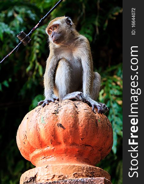 Curious macaque monkey sitting on a pole