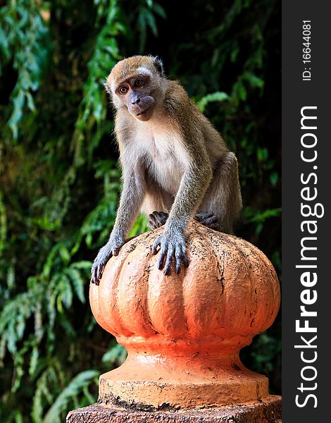 Macaque Monkey Sitting On A Pole