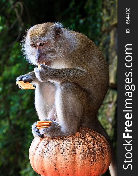 Eating macaque monkey sitting on a pole