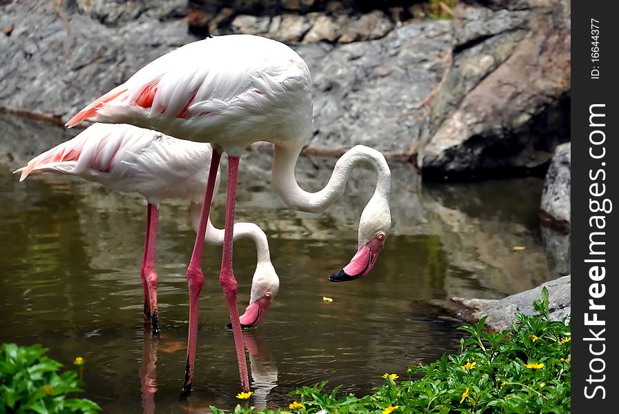 Flamingos often stand on one leg, the other tucked beneath the body.
