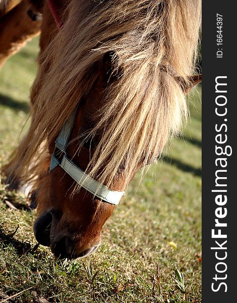 A pony is a small horse with a specific conformation and temperament.