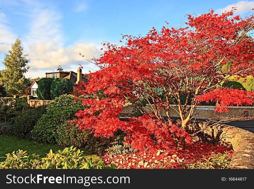 Maple Japanese tree, Autumn in Scotland