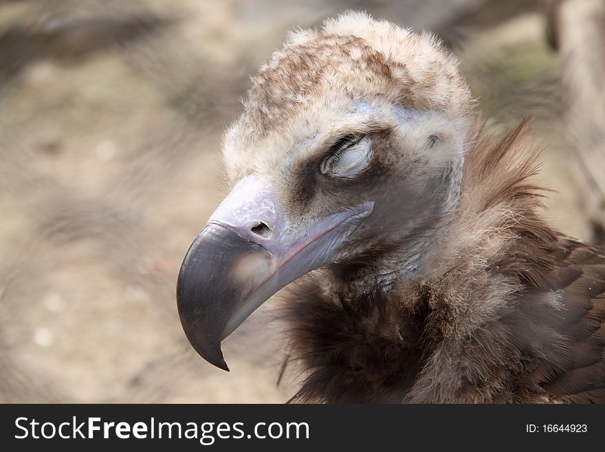 Vulture - a large bird in a zoo