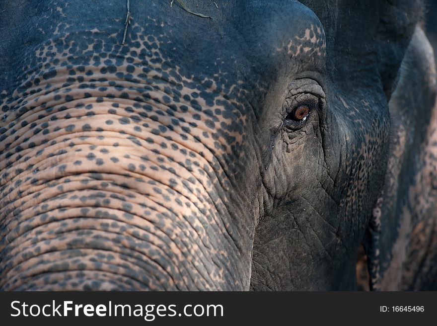 This picture is Thai elephant,asia elephant. This picture is Thai elephant,asia elephant