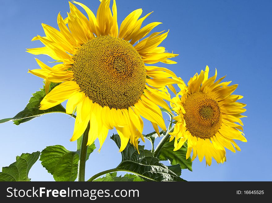 Two large sunflowers on leaves in the field