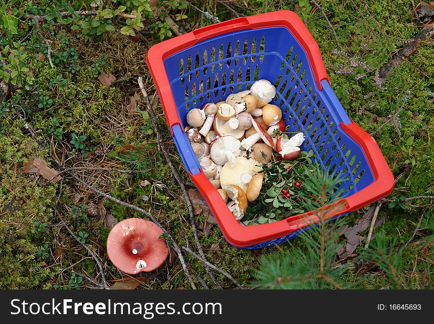 Forest mushroom collected in the blue basket. Forest mushroom collected in the blue basket