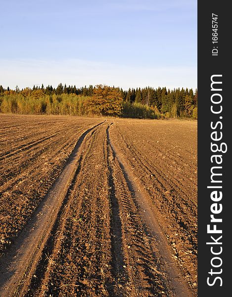 Earth road across the field in the evening