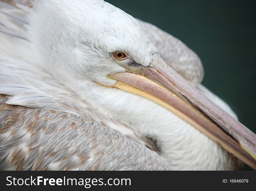 Shot in western china, is resting pelican