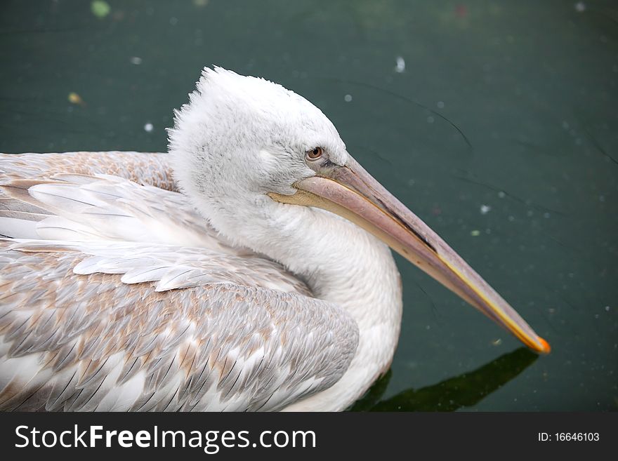 Shot in western china, is resting pelican
