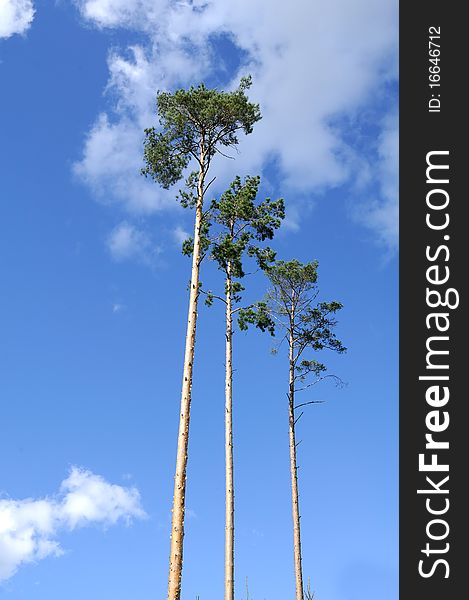 Majestic Pine Trees On Blue Sky Background