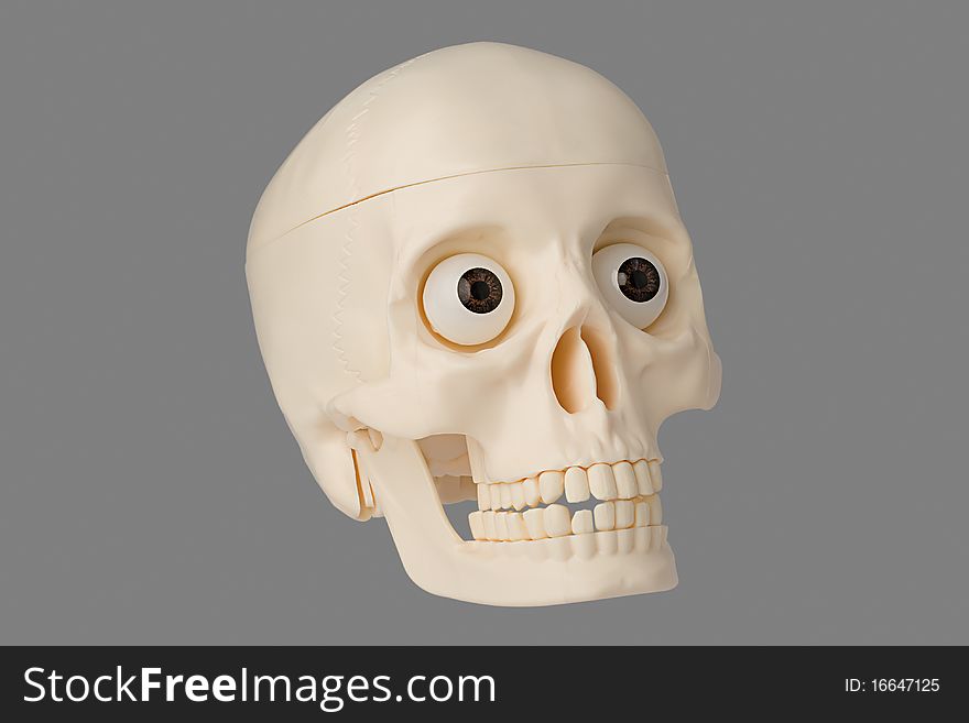 Artificial human skull on the isolated background