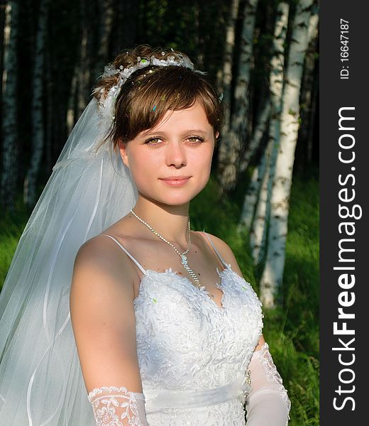 Portrait of young beautiful bride in a birch forest. Portrait of young beautiful bride in a birch forest