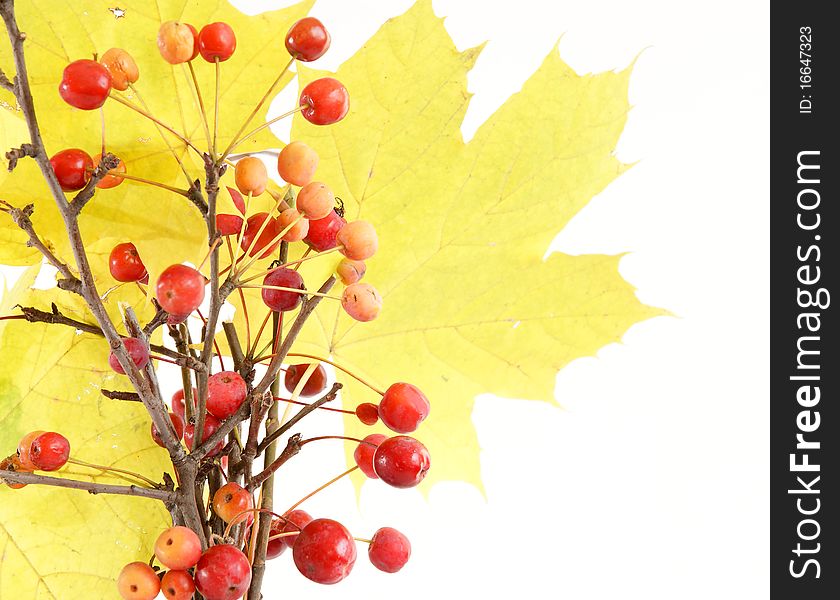 Autumn bouquet of branches with small apples and maple leaves to color a glass vase on a white background