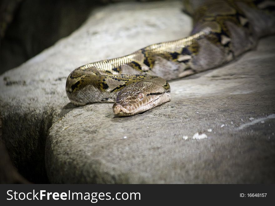 Snake on a rock waiting for a prey