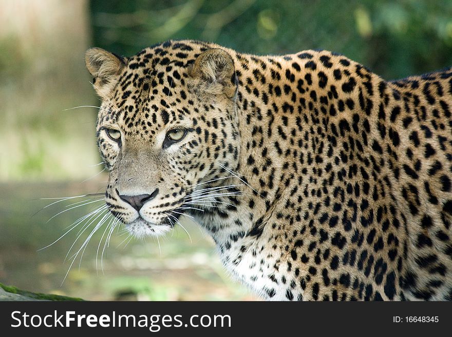 Close look of a leopard laying on a tree