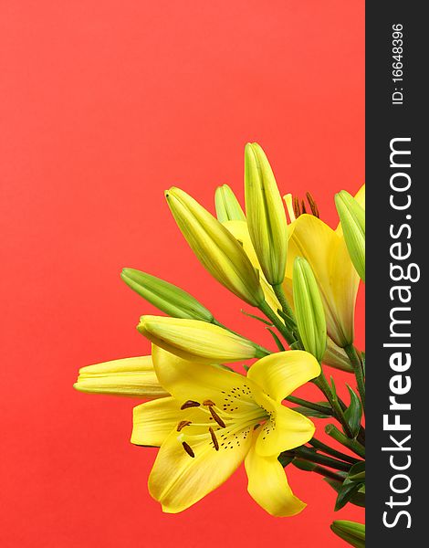 Yellow lilies on red background