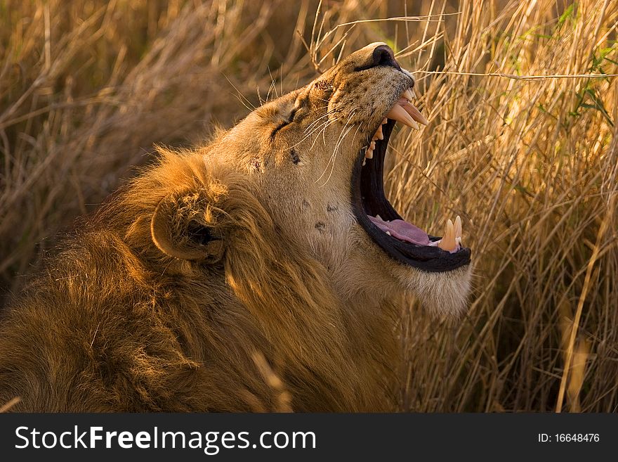 Male lion yawning in warm afternoon light. Kwalzulu-Natal, South Africa.