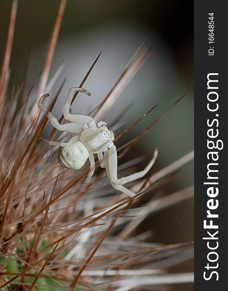 Close-up of a white spider on prickles of a cactus