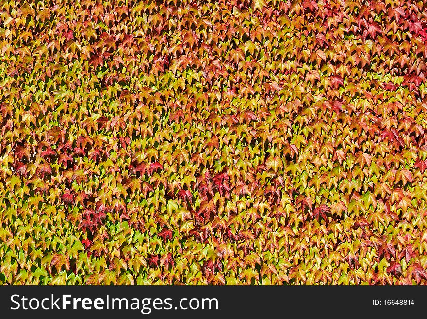 Wall covered with ivy leaves in autumn. Wall covered with ivy leaves in autumn