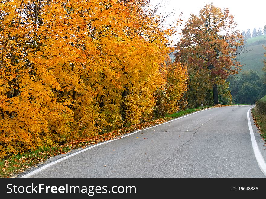 Yellow leaves and colored ina road in autumn. Yellow leaves and colored ina road in autumn