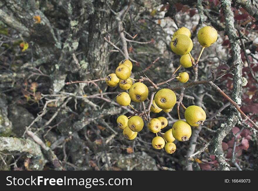 Wild pear fruits growing on the mountain Chater Dag in Crimea