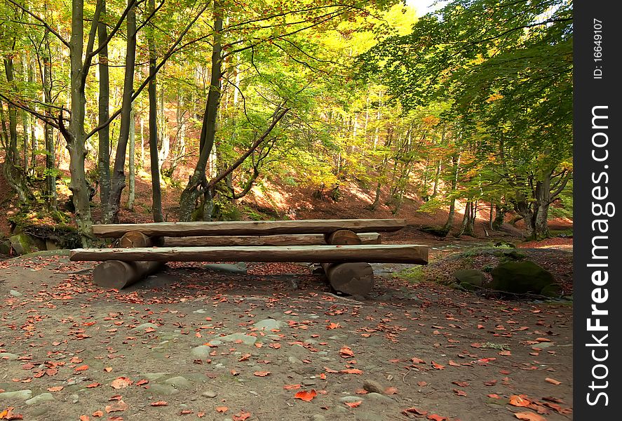 Wooden bench table picnic autumn forest. Wooden bench table picnic autumn forest