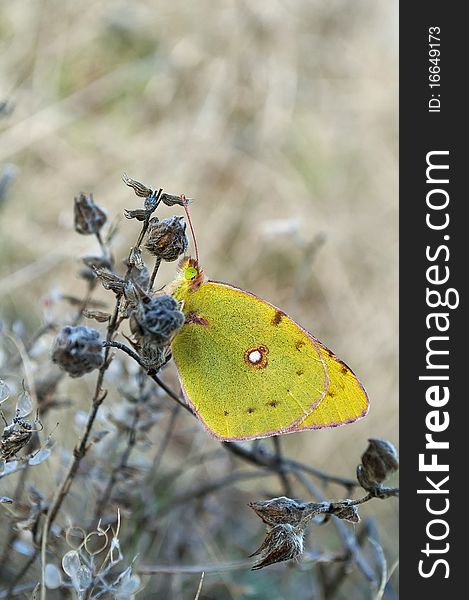 Colias alfacariensis on the lower plateau of the mountain Chater Dag in Crimea