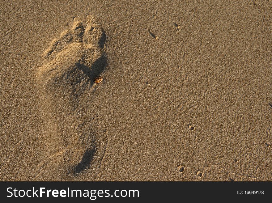 Footprint in the sand (seychelles)