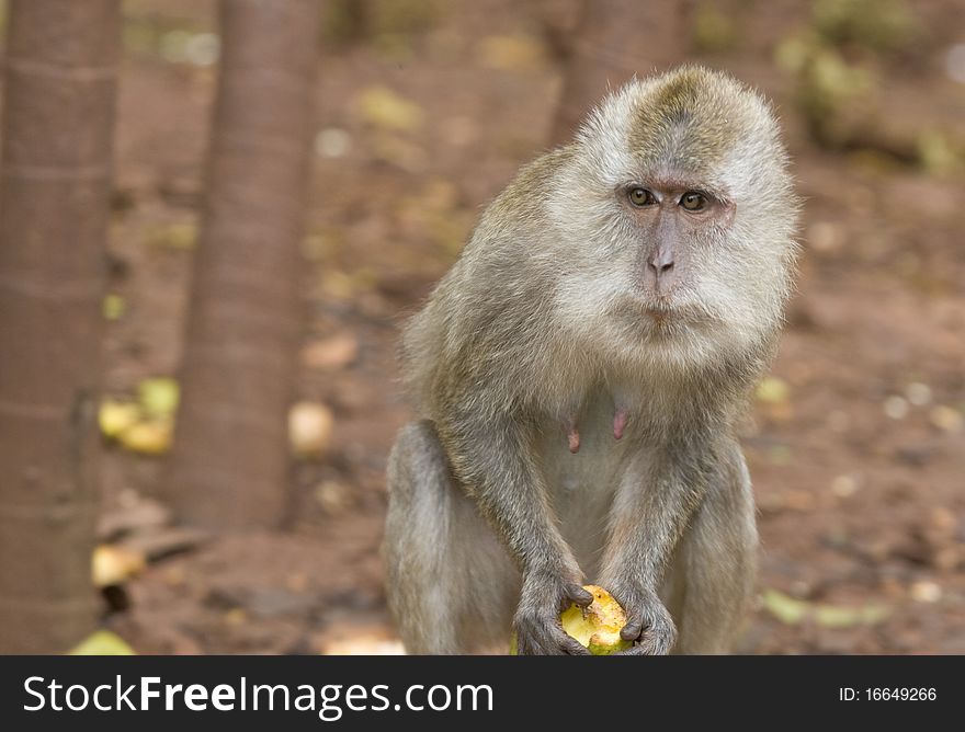 Monkey With Apple